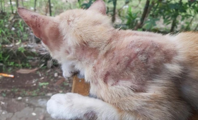 Cat with red irritated skin, hair loss, and scabs caused by possible skin allergies
