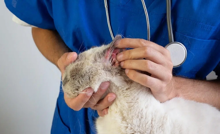 Dog or cat with ear irritation and discharge caused by possible allergies
