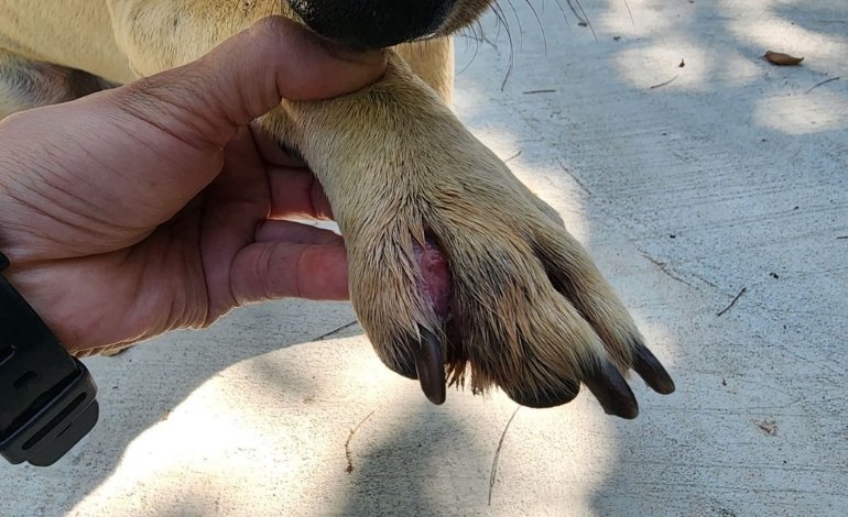 Dog paw with red irritated skin between the toes caused by possible allergies