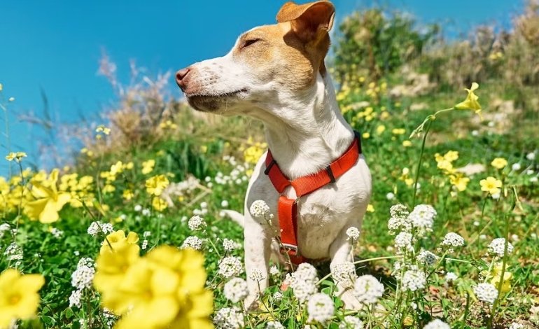 Dog with itchy skin and red paws caused by possible environmental allergies