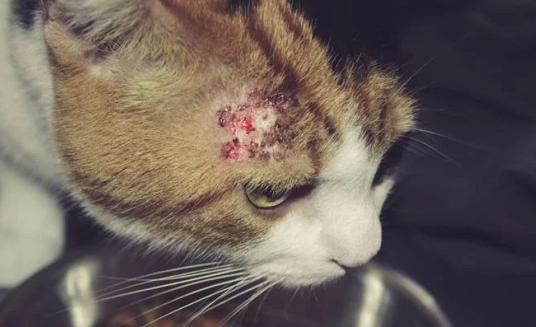 Dog scratching its lower back due to possible flea allergy dermatitis
