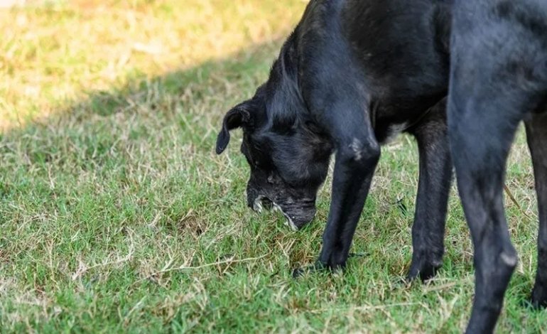 Dog and cat with possible food allergy symptoms such as skin irritation and digestive problems
