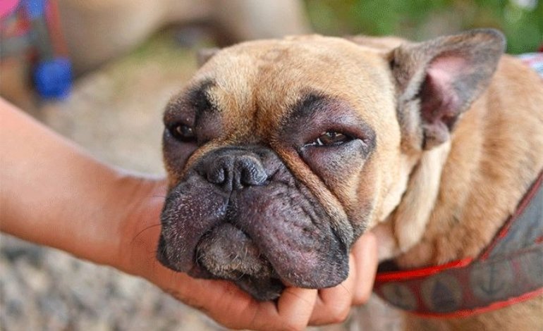 Pet with facial itching, redness, watery eyes, and sneezing caused by possible allergies