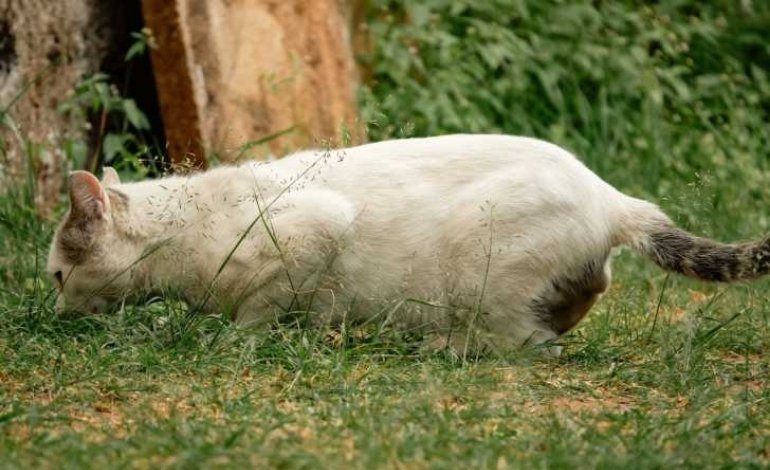 Pet experiencing digestive problems such as vomiting, diarrhea, and loss of appetite from possible food allergies