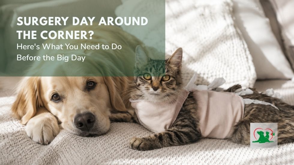 Prepare Your Pet for Surgery Before the Big Day Prepare your pet for surgery with a dog and cat resting before their veterinary procedure.