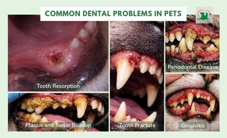 Common Dental Problems That Affect Pet Oral Health