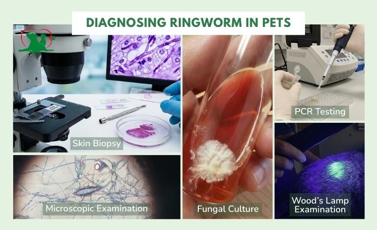 Diagnosing Ringworm in Pets