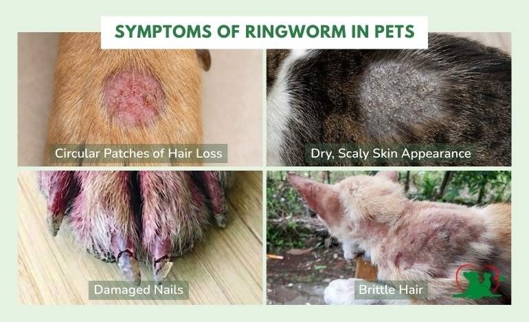 How to Know If Your Pet Has Ringworm