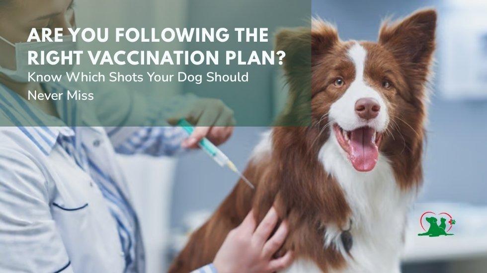 Canine Vaccines for Dogs – Vaccination Plan Canine vaccines for dogs and recommended vaccination plan