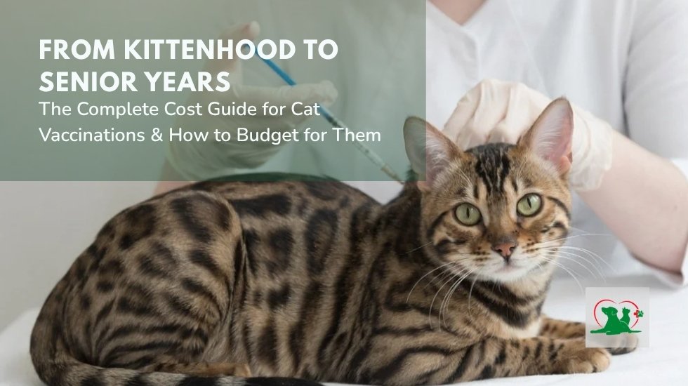Veterinarian vaccinating a Bengal cat with a complete guide to cat vaccination costs from kittenhood to senior years.