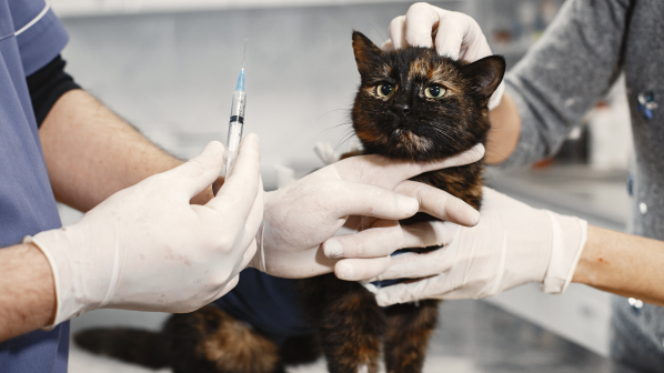 Cat Vaccinations Price