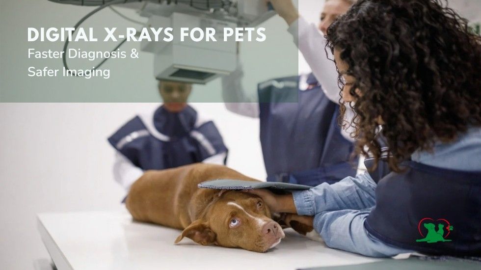 Digital X-Rays for Pets