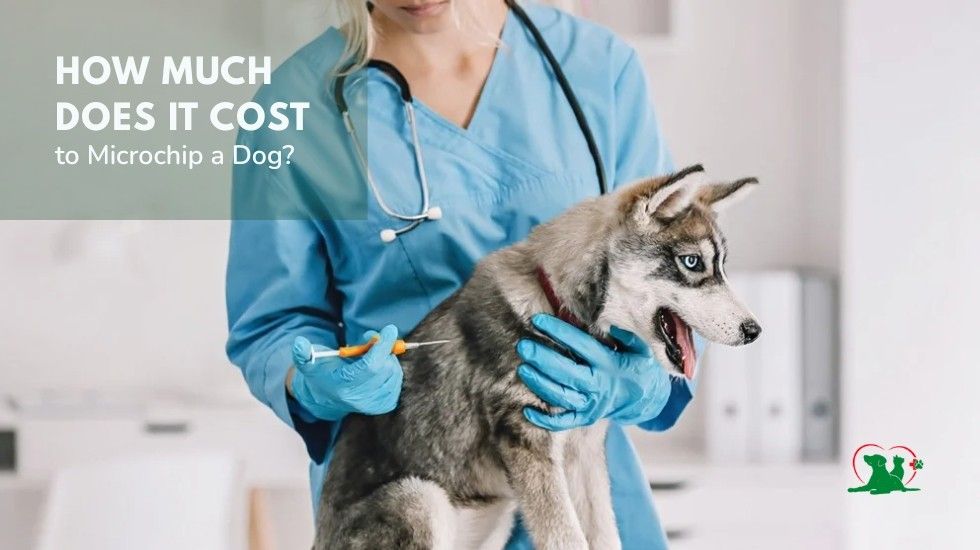 How Much Does It Cost to Microchip a Dog How Much Does It Cost to Microchip a Dog