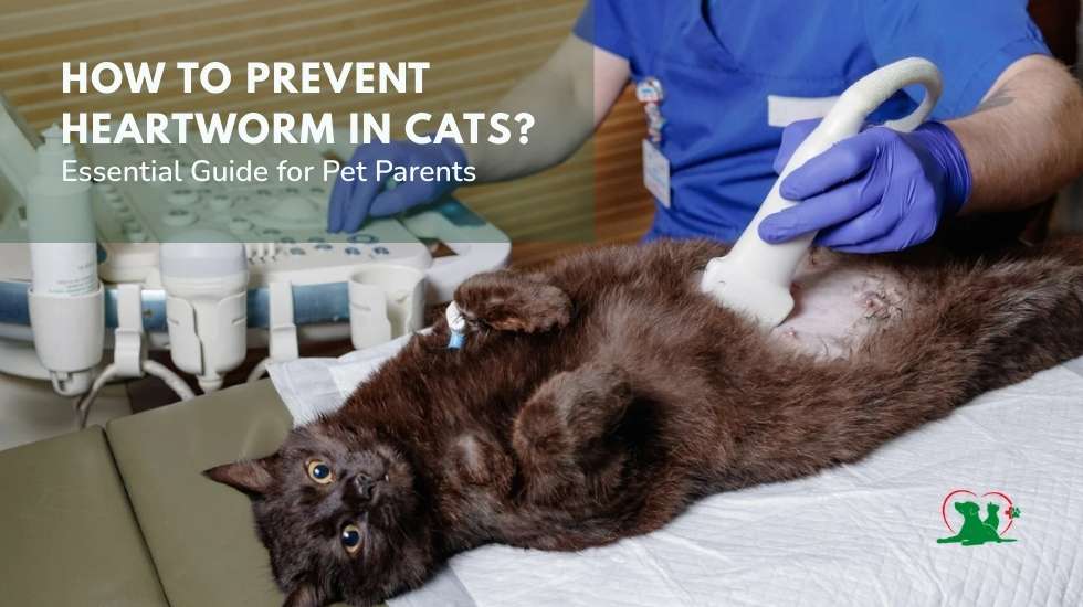 How to Prevent Heartworm in Cats