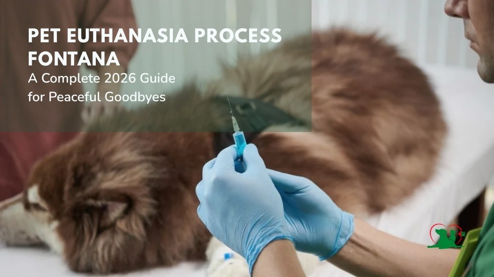 Pet Euthanasia Process Fontana