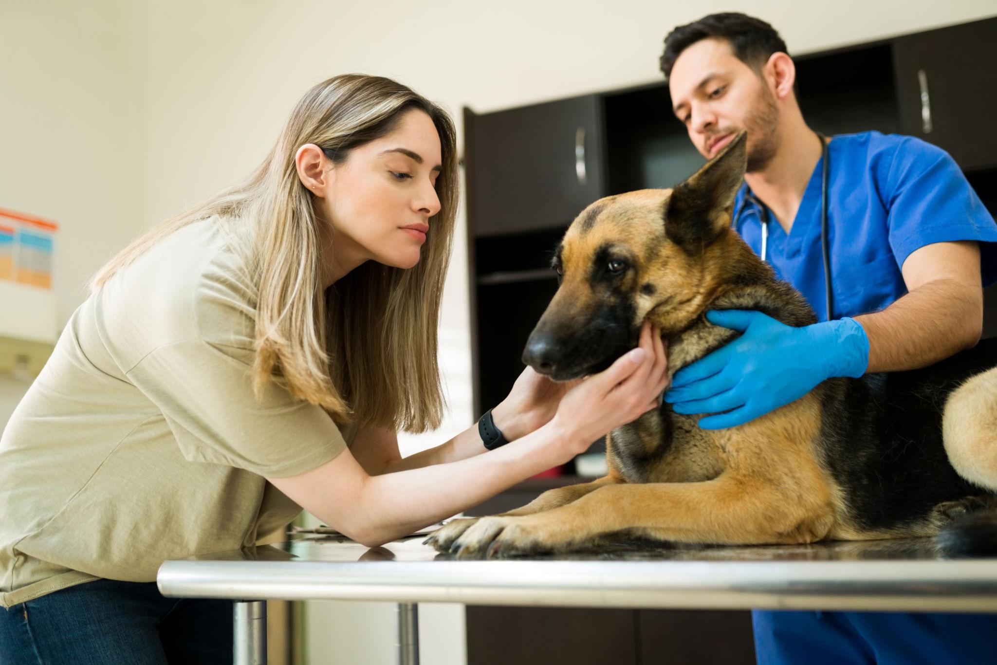 Veterinarian comforting a pet owner during a peaceful pet euthanasia appointment