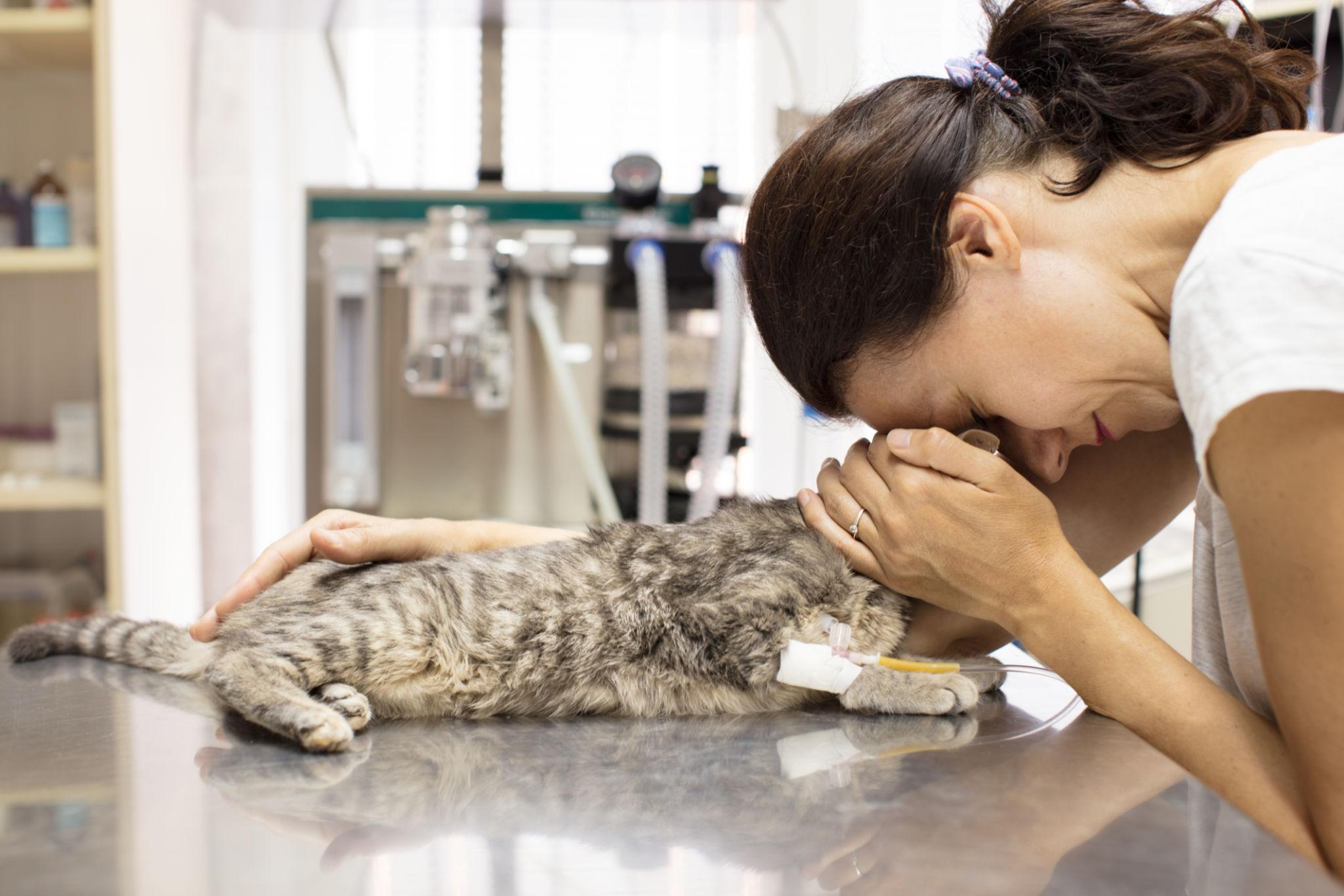 Veterinarian providing compassionate end-of-life care to a dog during a euthanasia appointment