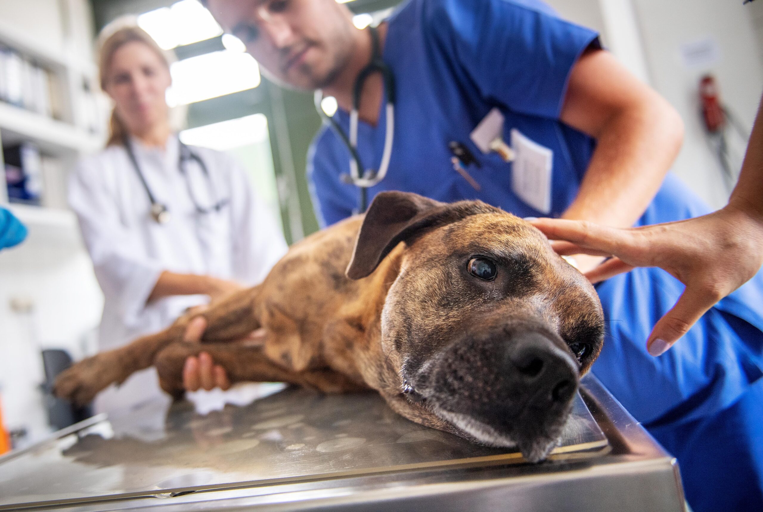 Veterinarian providing peaceful euthanasia care to a dog after sedation