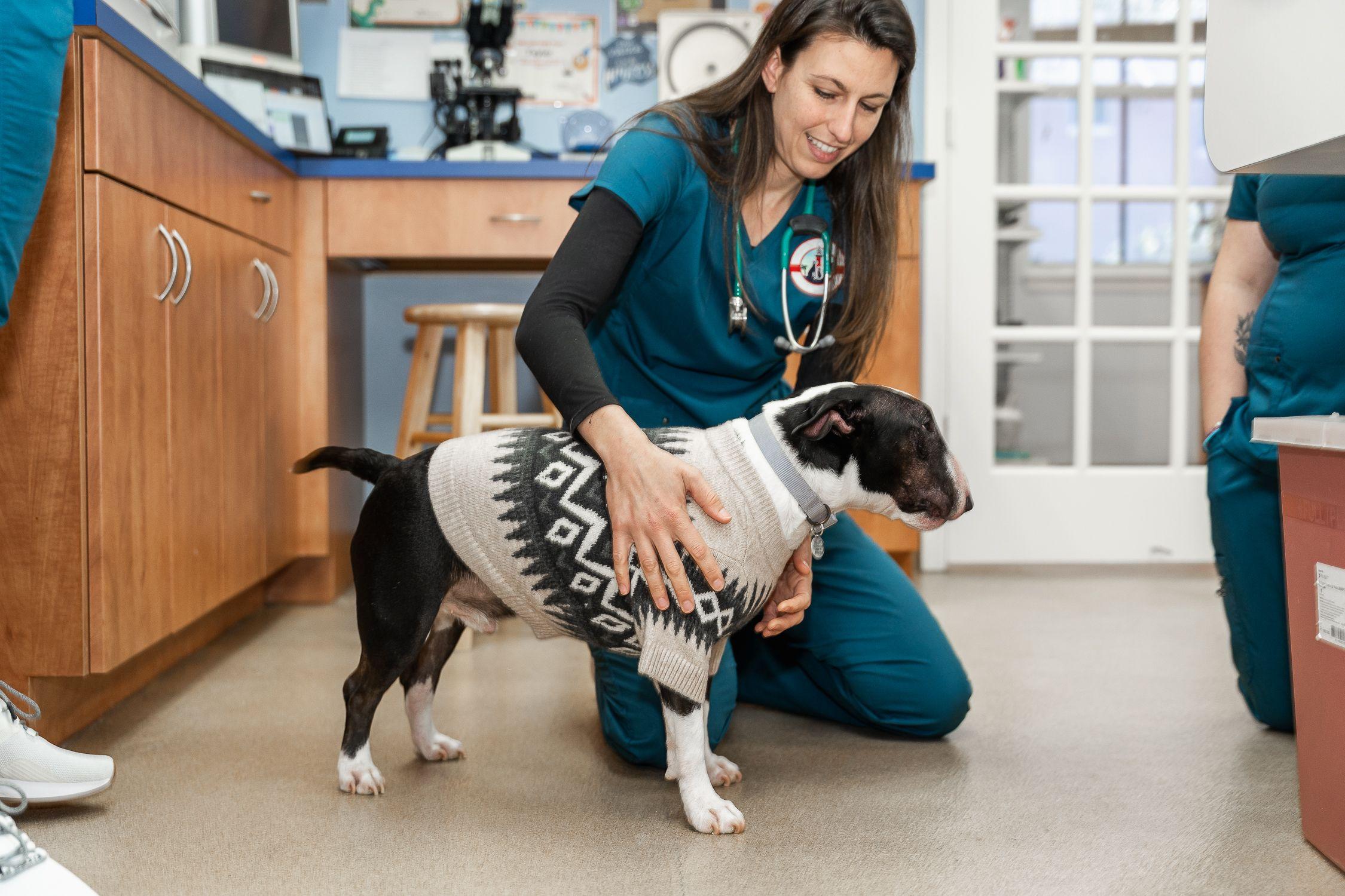 Pet owner preparing a dog for a compassionate euthanasia appointment with a favorite blanket