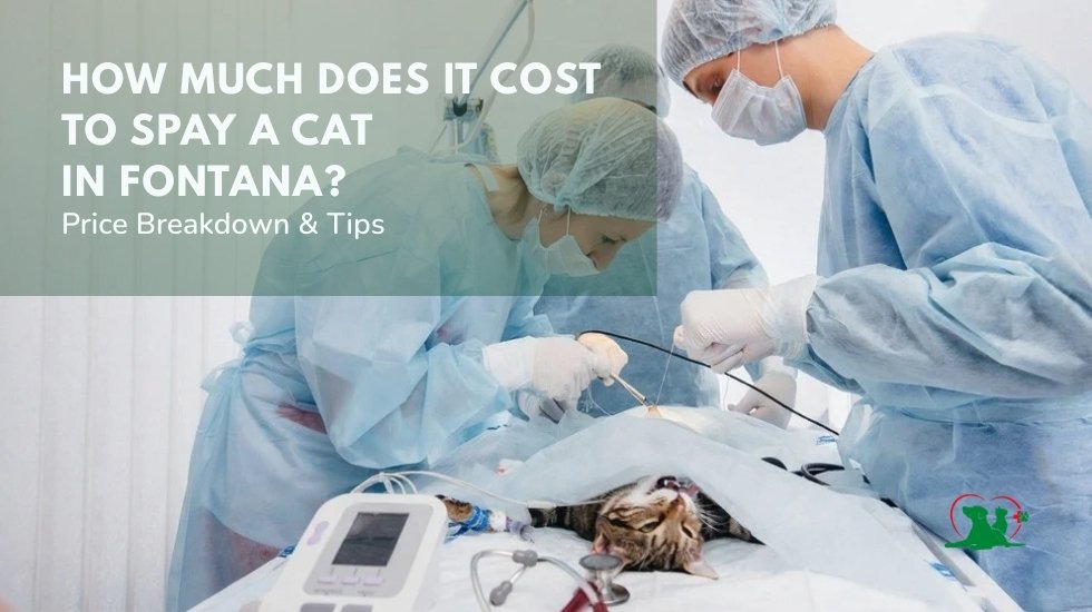 How Much Does It Cost to Spay a Cat in Fontana