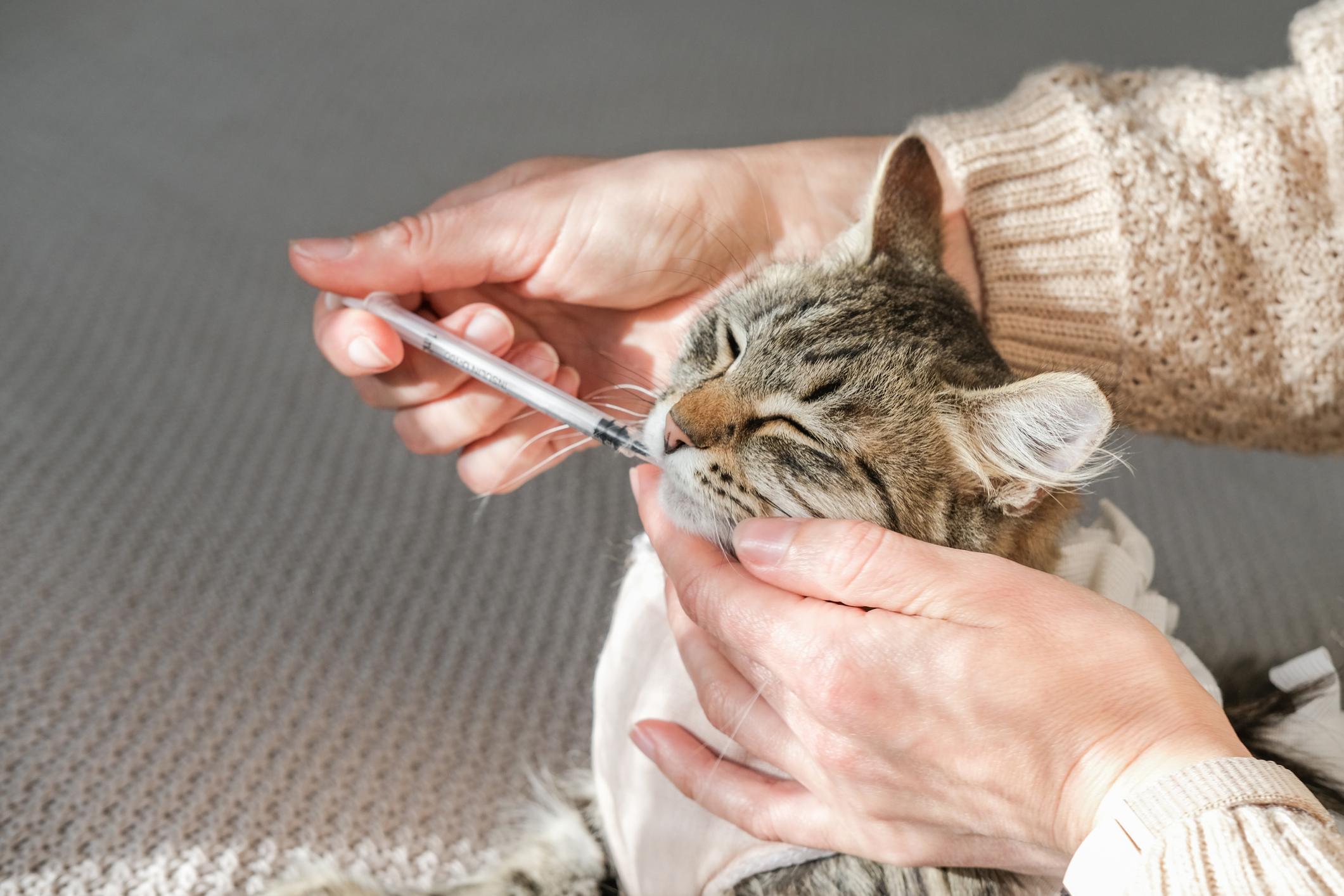 Veterinarian preparing a cat for spay surgery with pre-operative bloodwork and IV fluids