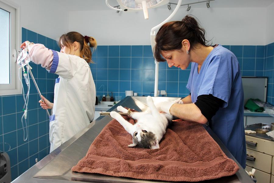 Veterinarian preparing a cat for a spay surgery procedure