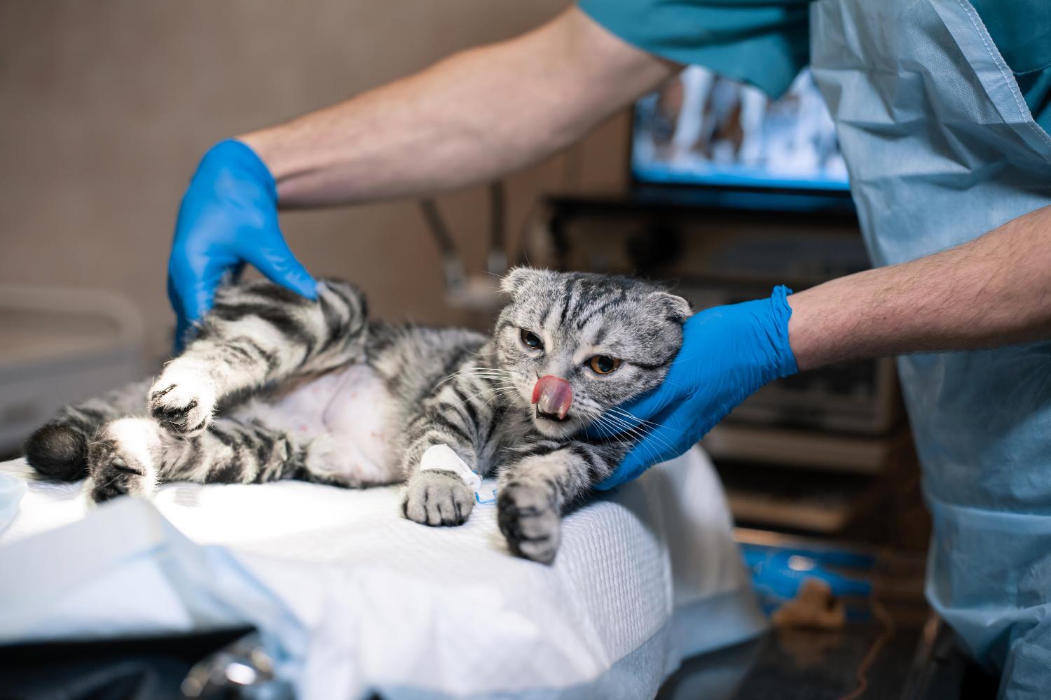 Veterinarian preparing a cat for spay surgery with anesthesia and postoperative care