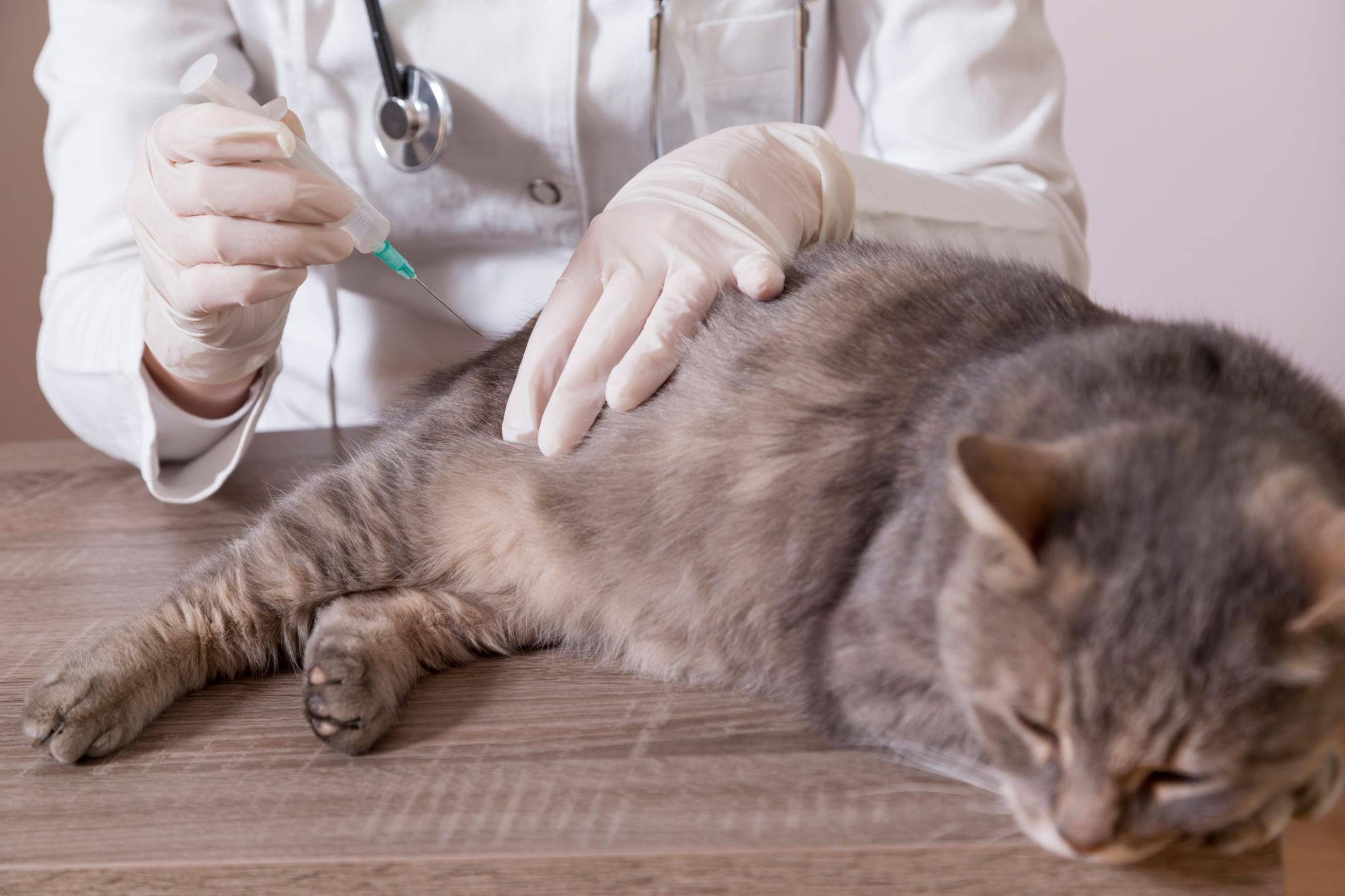 Veterinarian administering core vaccines to a cat for rabies and FVRCP protection