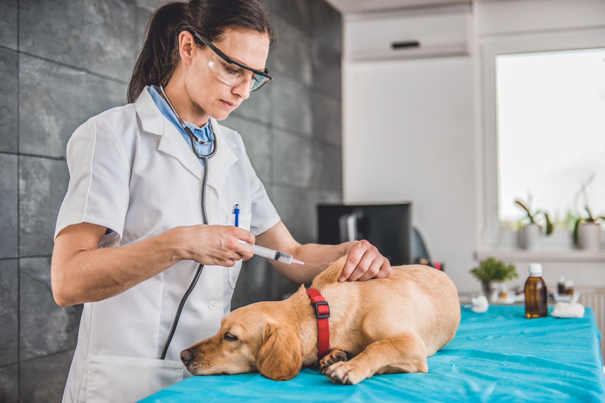 Veterinarian explaining core and non-core vaccines for dogs and cats