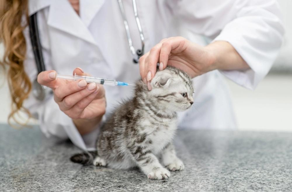 Veterinarian explaining puppy and kitten vaccination schedules to a pet owner