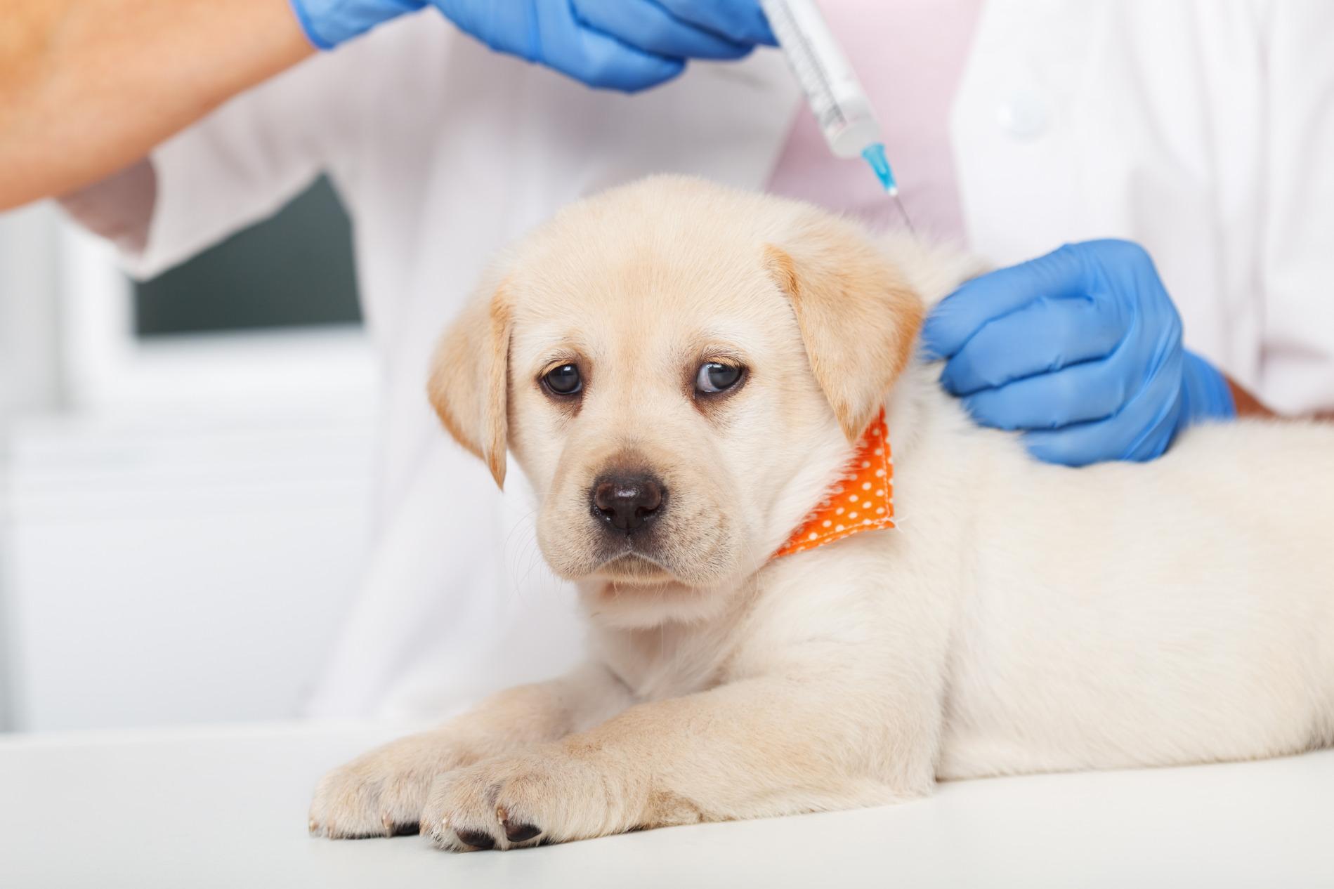 Veterinarian administering core vaccines to a dog for rabies, DHPP, and leptospirosis protection