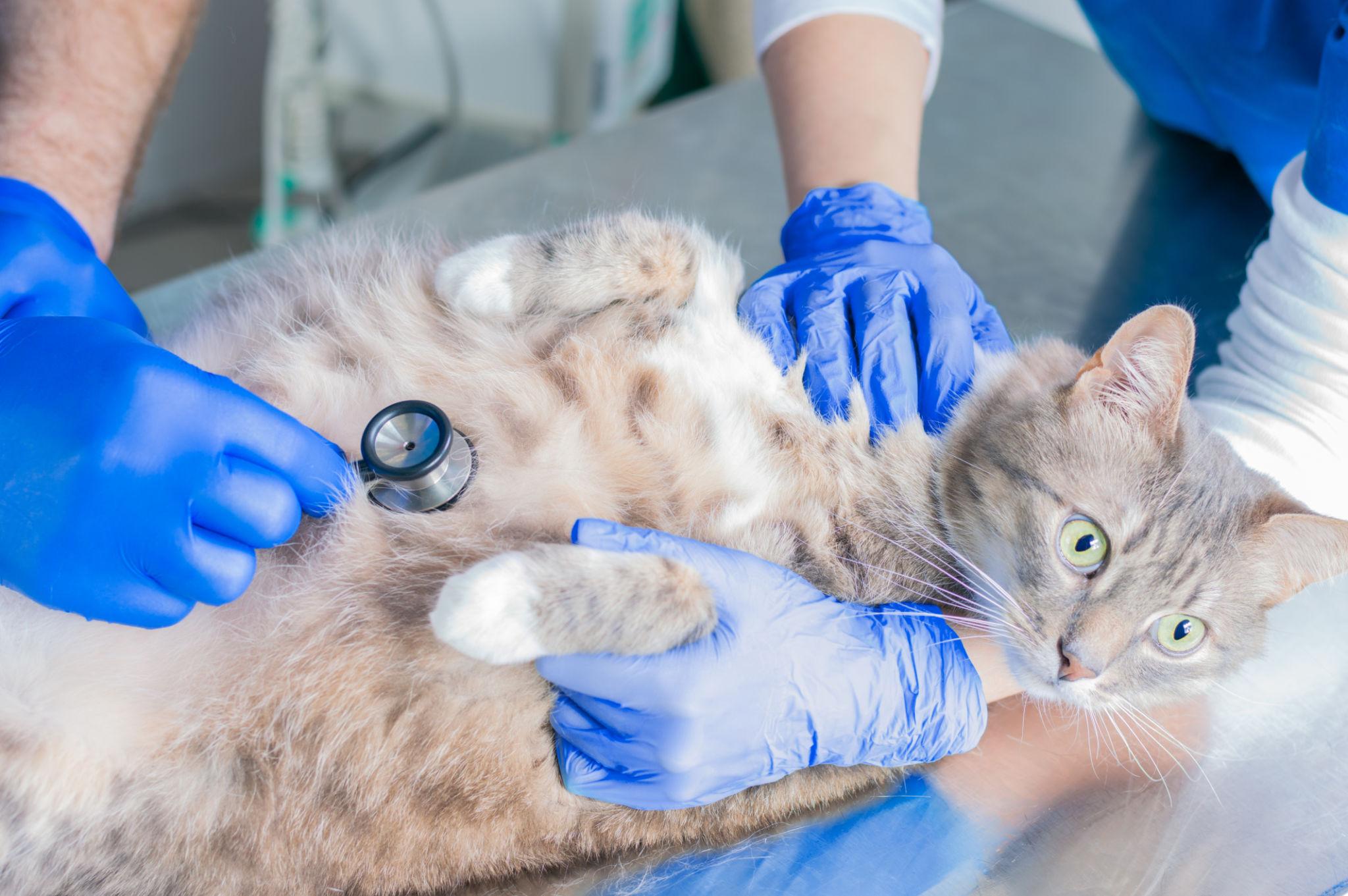 Veterinarian examining a cat before spay surgery to assess age and health