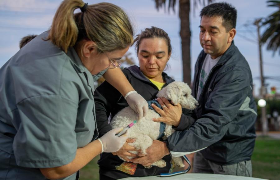 Veterinarian administering a rabies vaccine to a dog in California