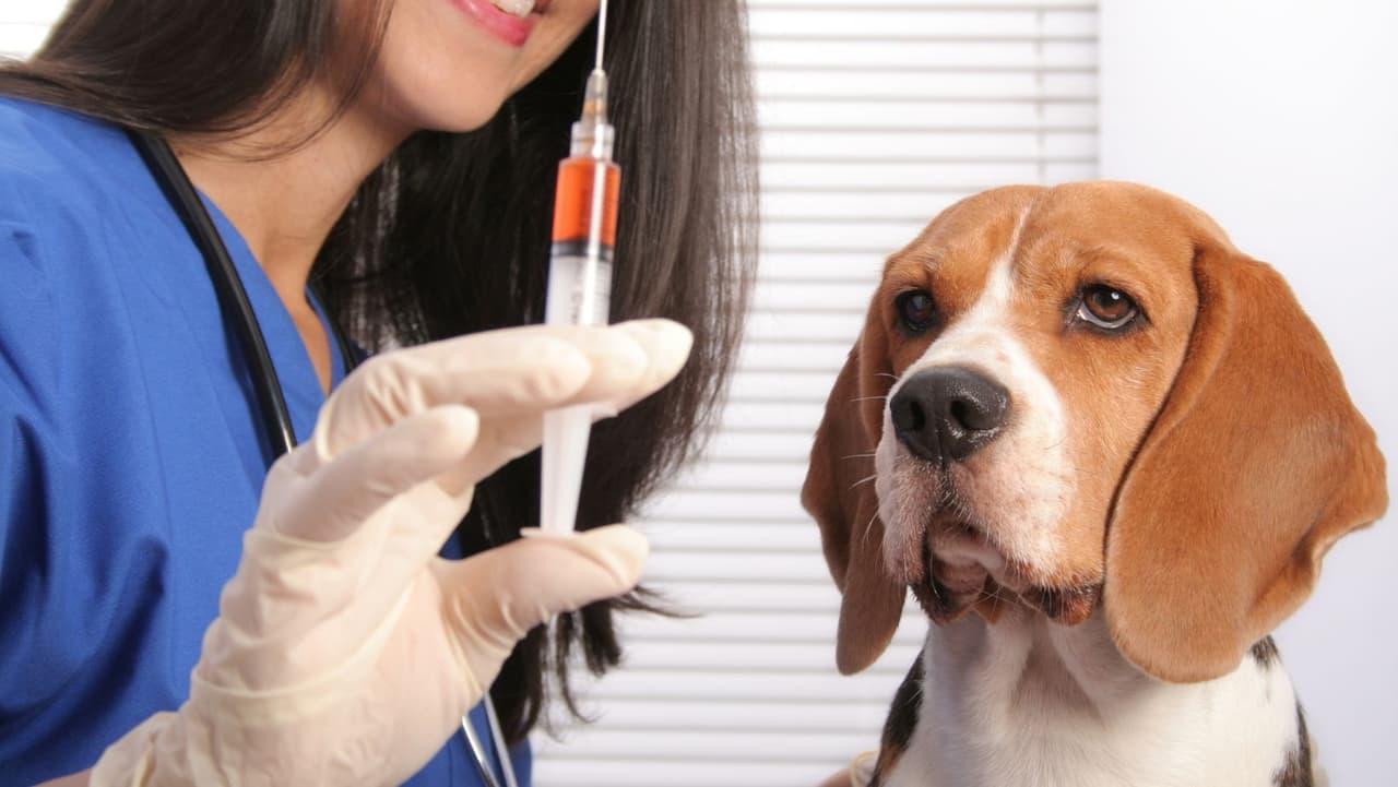 Veterinarian discussing non-core vaccines for a dog including Bordetella, canine influenza, and Lyme disease