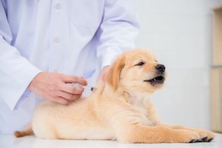 Veterinarian explaining a puppy vaccination schedule with DHPP, rabies, Bordetella, and leptospirosis vaccines