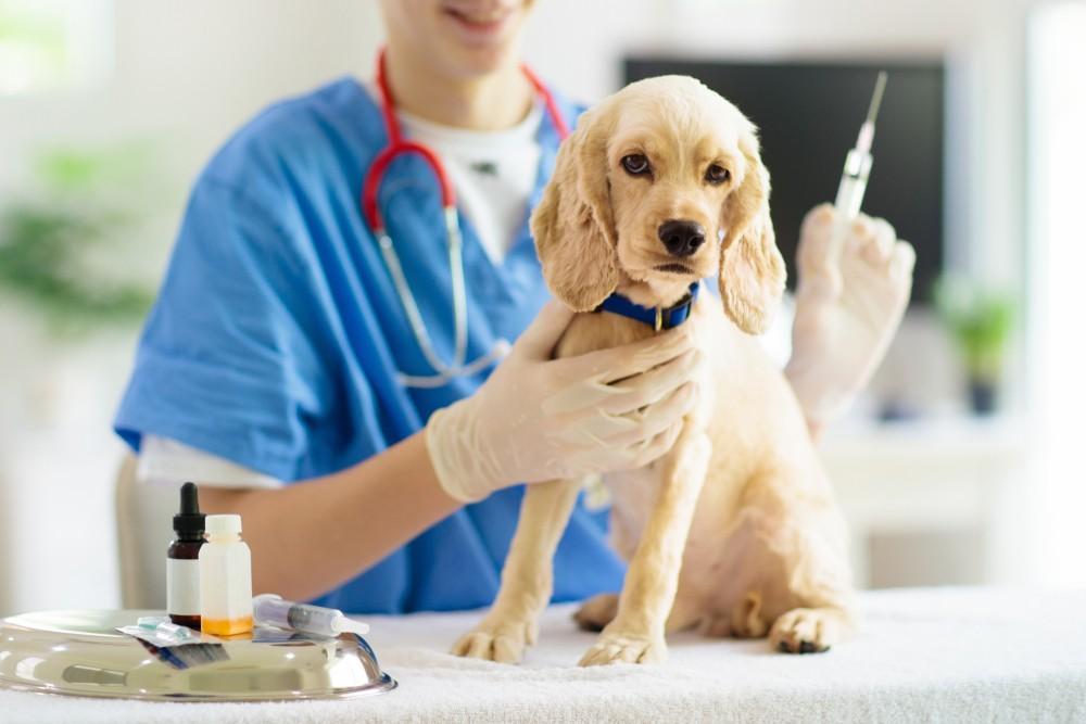 Veterinarian administering puppy vaccines including DHPP, rabies, and leptospirosis