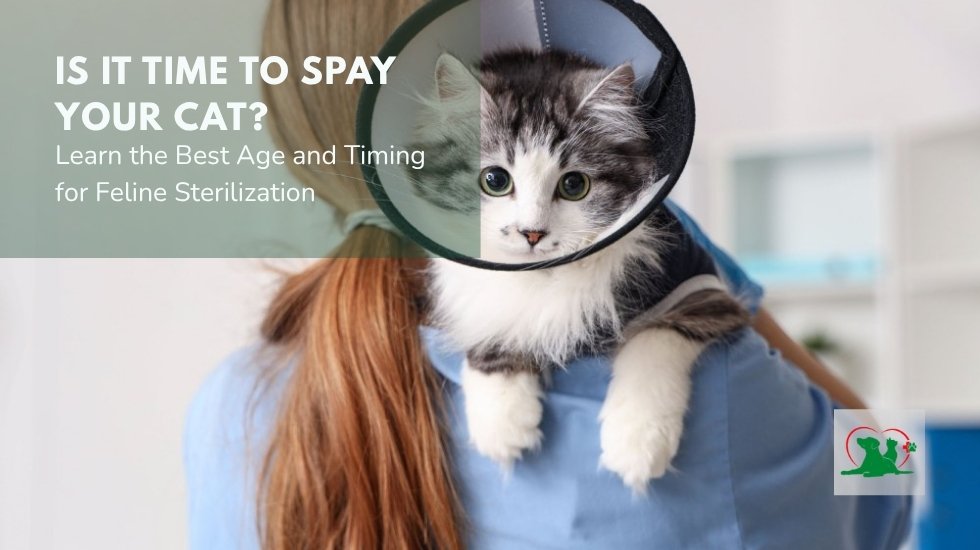 Kitten wearing a recovery cone after spay surgery with a guide on the best age and timing for feline sterilization.