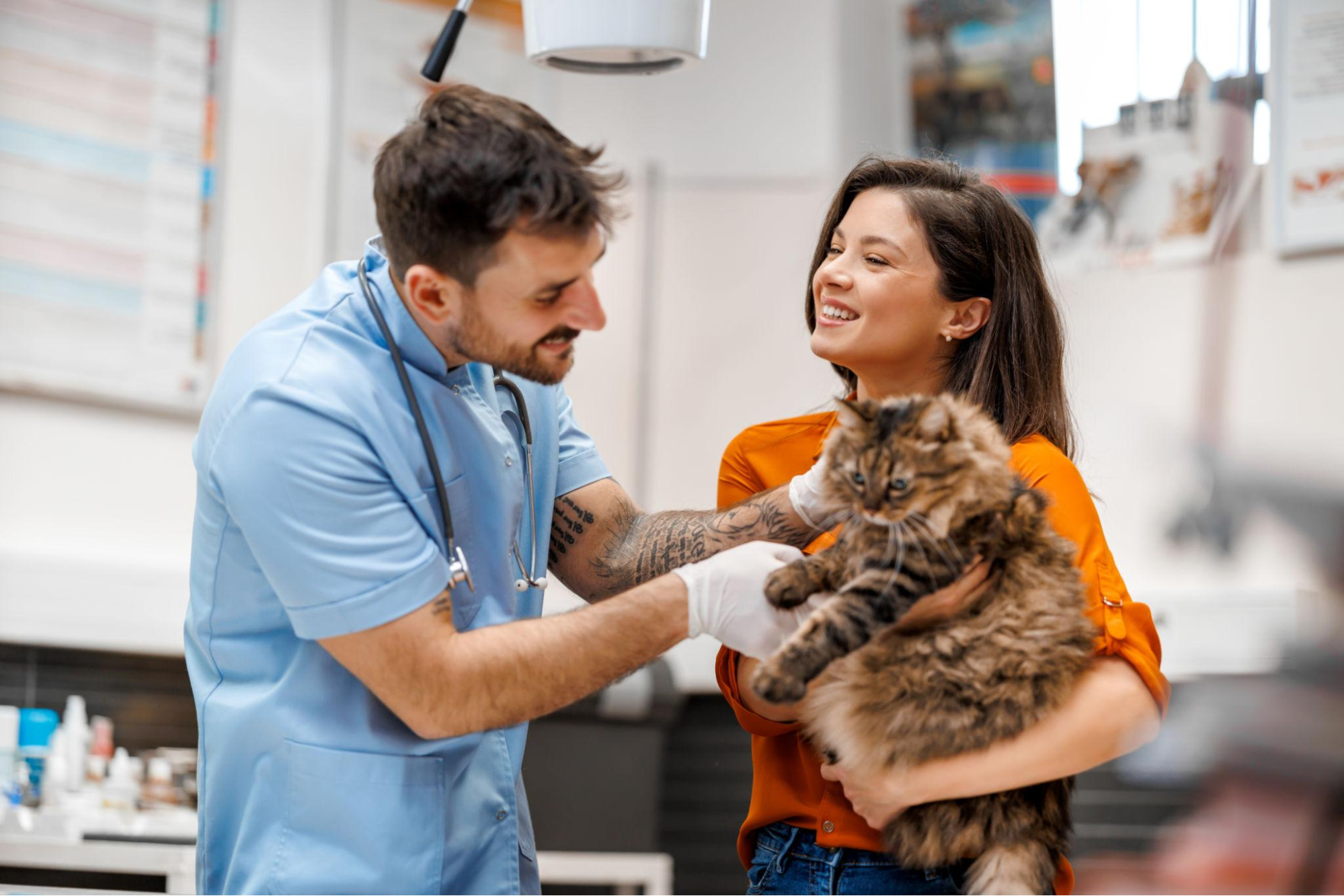 Veterinarian examining a cat during a post-spay checkup while the owner holds the cat to monitor recovery and detect complications.