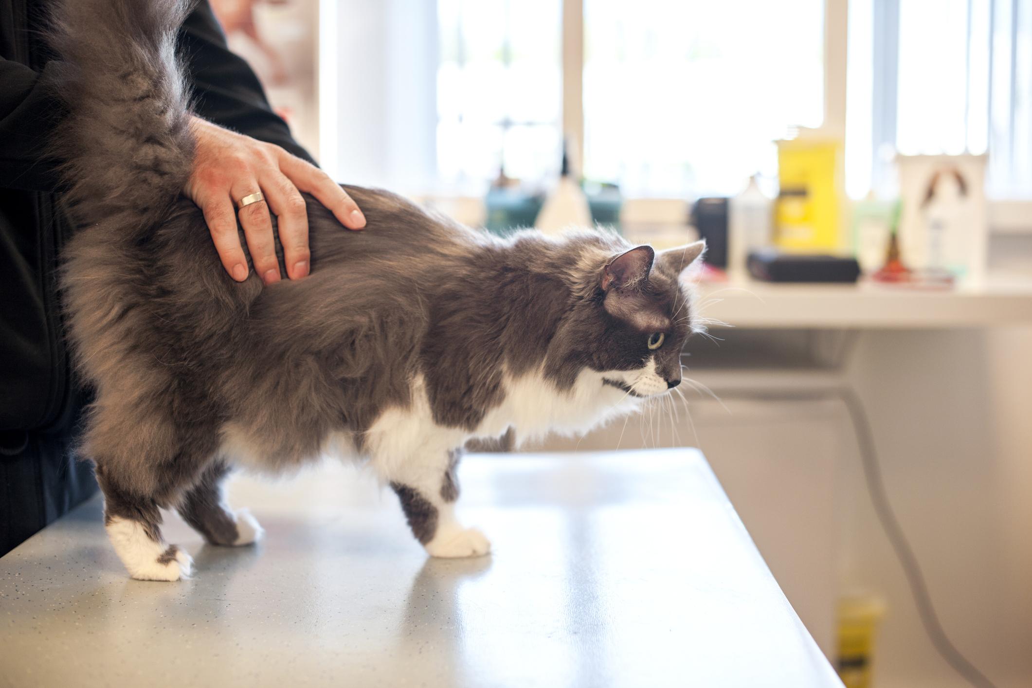 Veterinarian examining a cat before a cat spay procedure in Fontana CA.