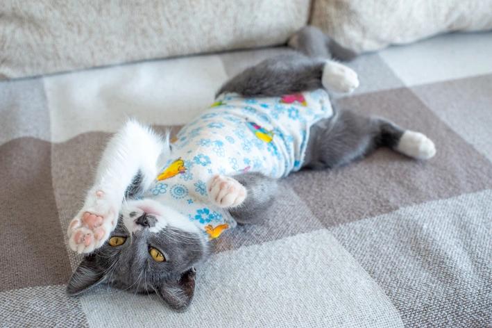 Kitten wearing a recovery suit after spay surgery at a spay and neuter clinic in Fontana, CA.