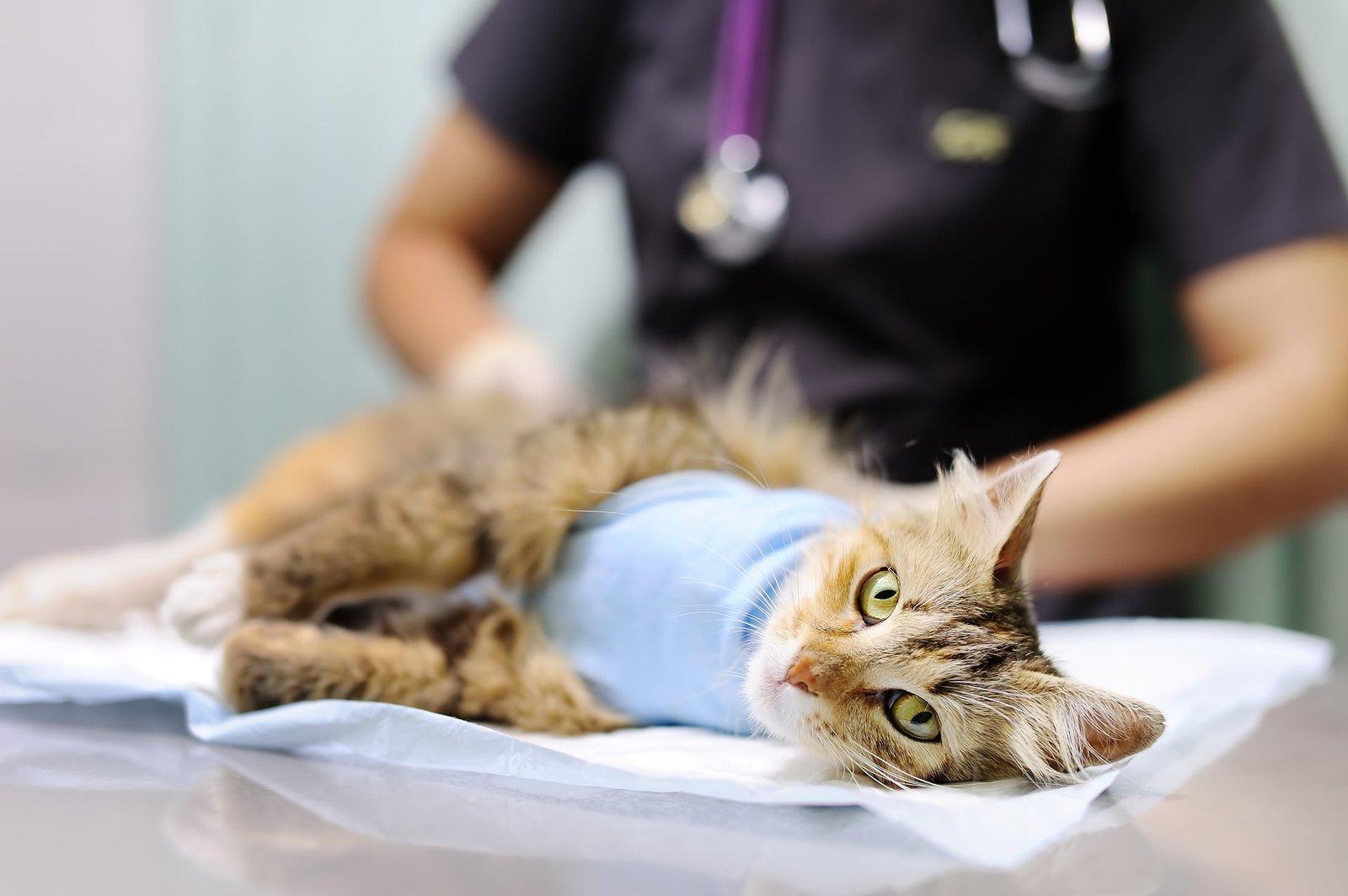 Cat recovering after a spay procedure at a spay and neuter clinic in Fontana, CA.