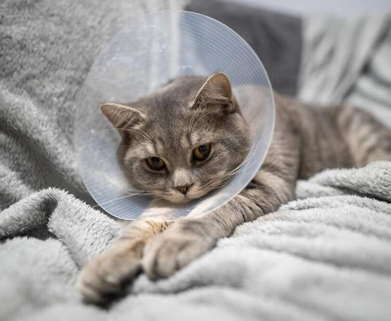 Grey cat wearing an Elizabethan recovery cone resting on a blanket after spay surgery during the post-operative healing period.