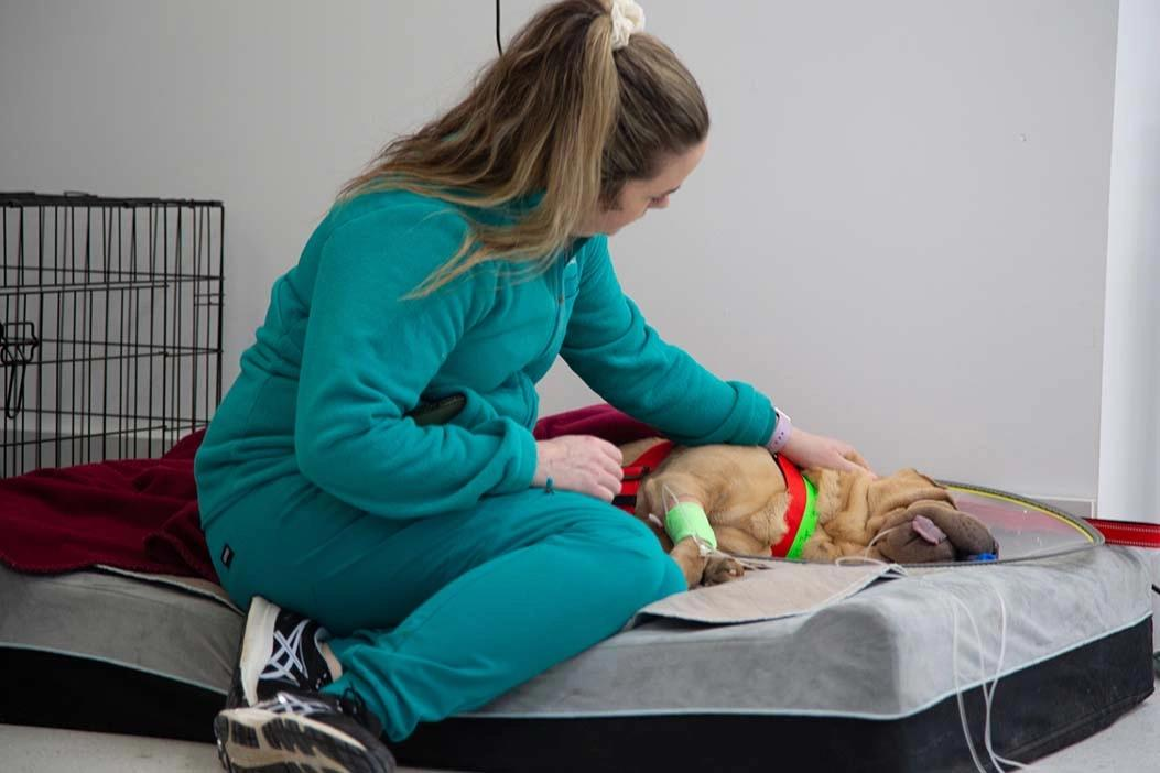 Veterinarian monitoring a dog under anesthesia during surgery at Jurupa Hills Animal Hospital with advanced anesthesia care