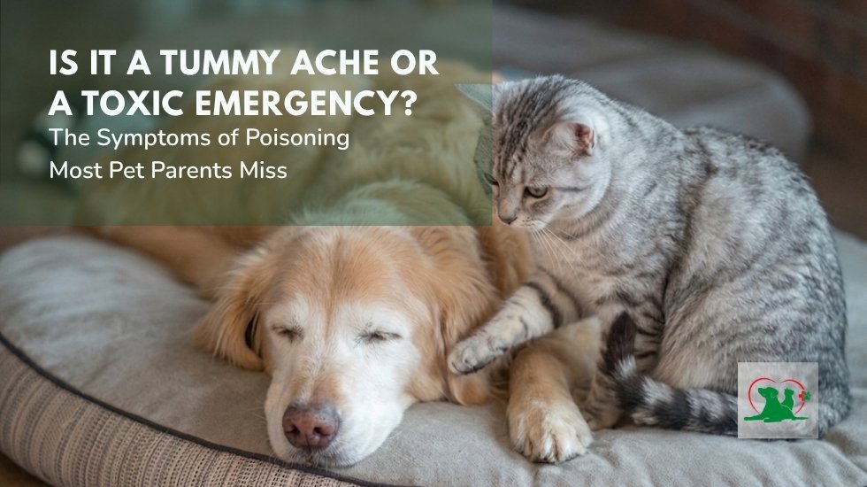 Dog and Cat Poisoning Symptoms: Signs Pet Parents Should Know Dog and cat showing possible poisoning symptoms and pet emergency signs