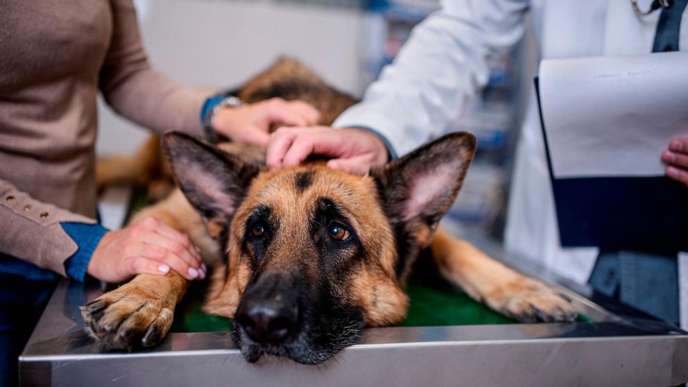 Sick dog receiving urgent veterinary examination for suspected poisoning