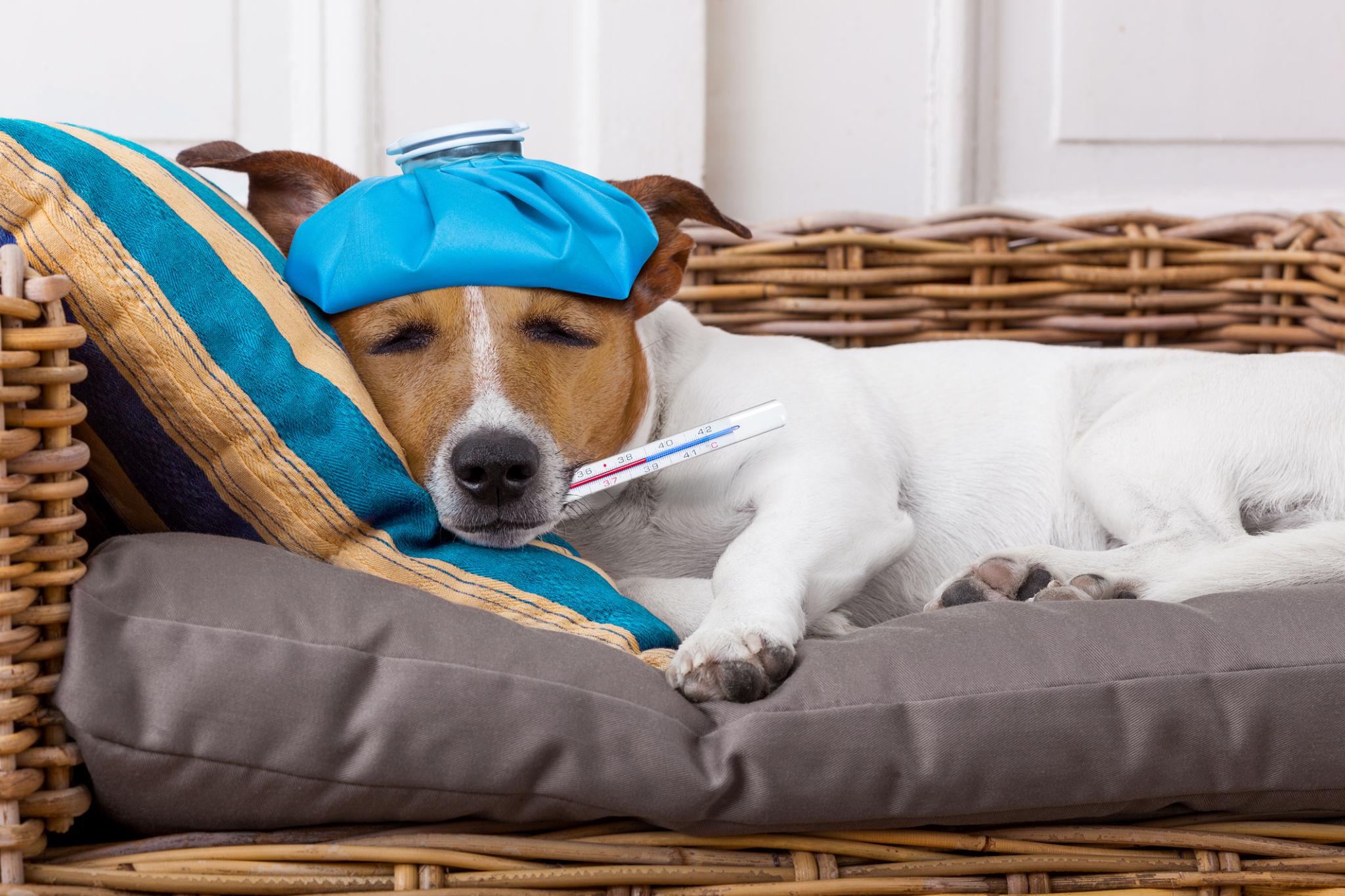 Sick dog resting with a thermometer and cold compress