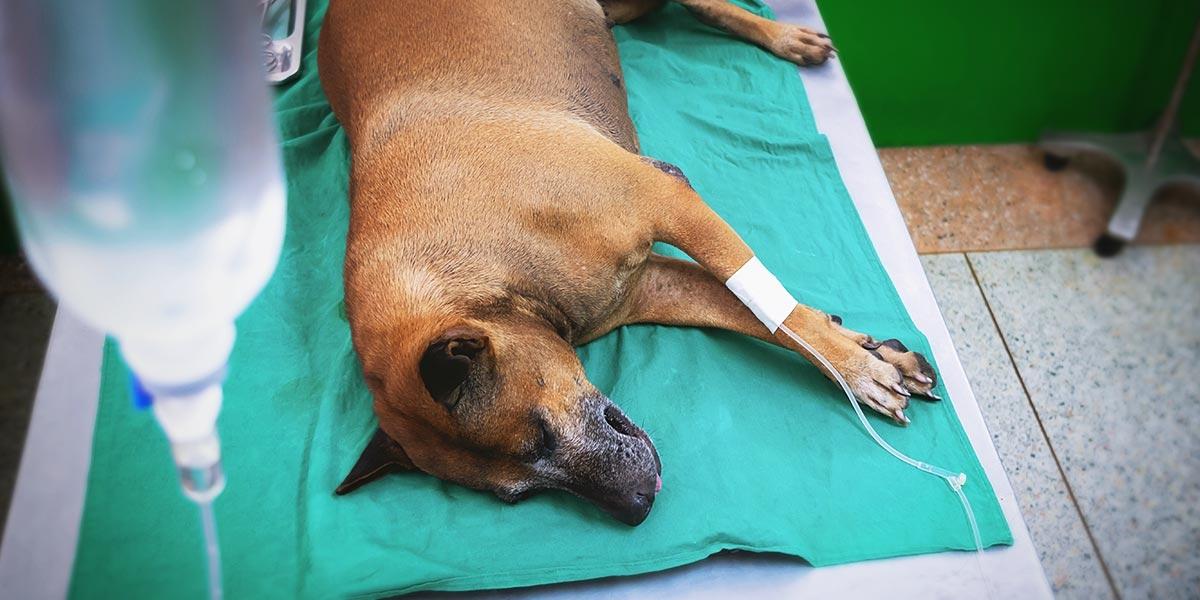 Veterinarian providing emergency poisoning treatment to a sick dog