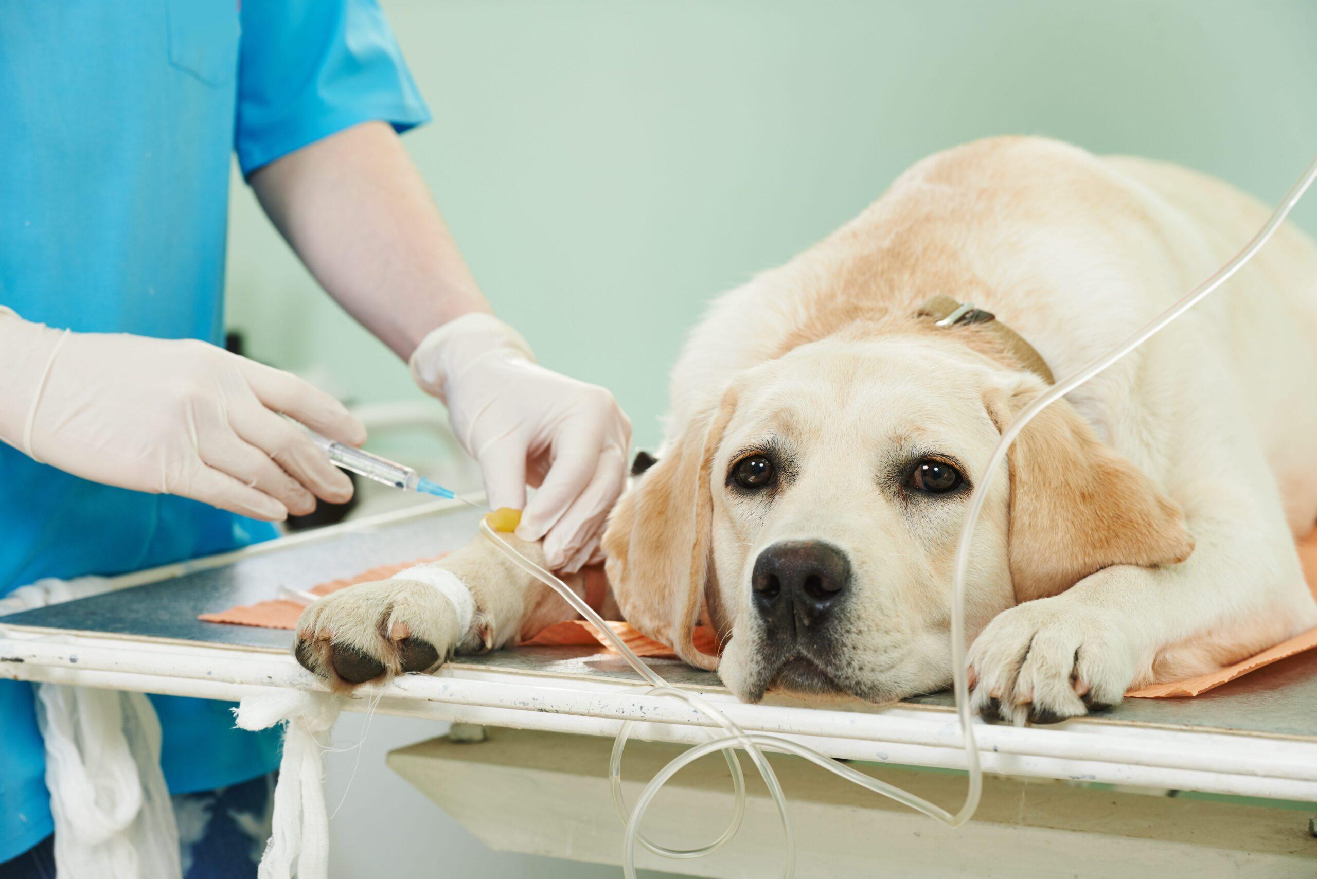 Emergency veterinarian diagnosing and treating a pet for suspected poisoning