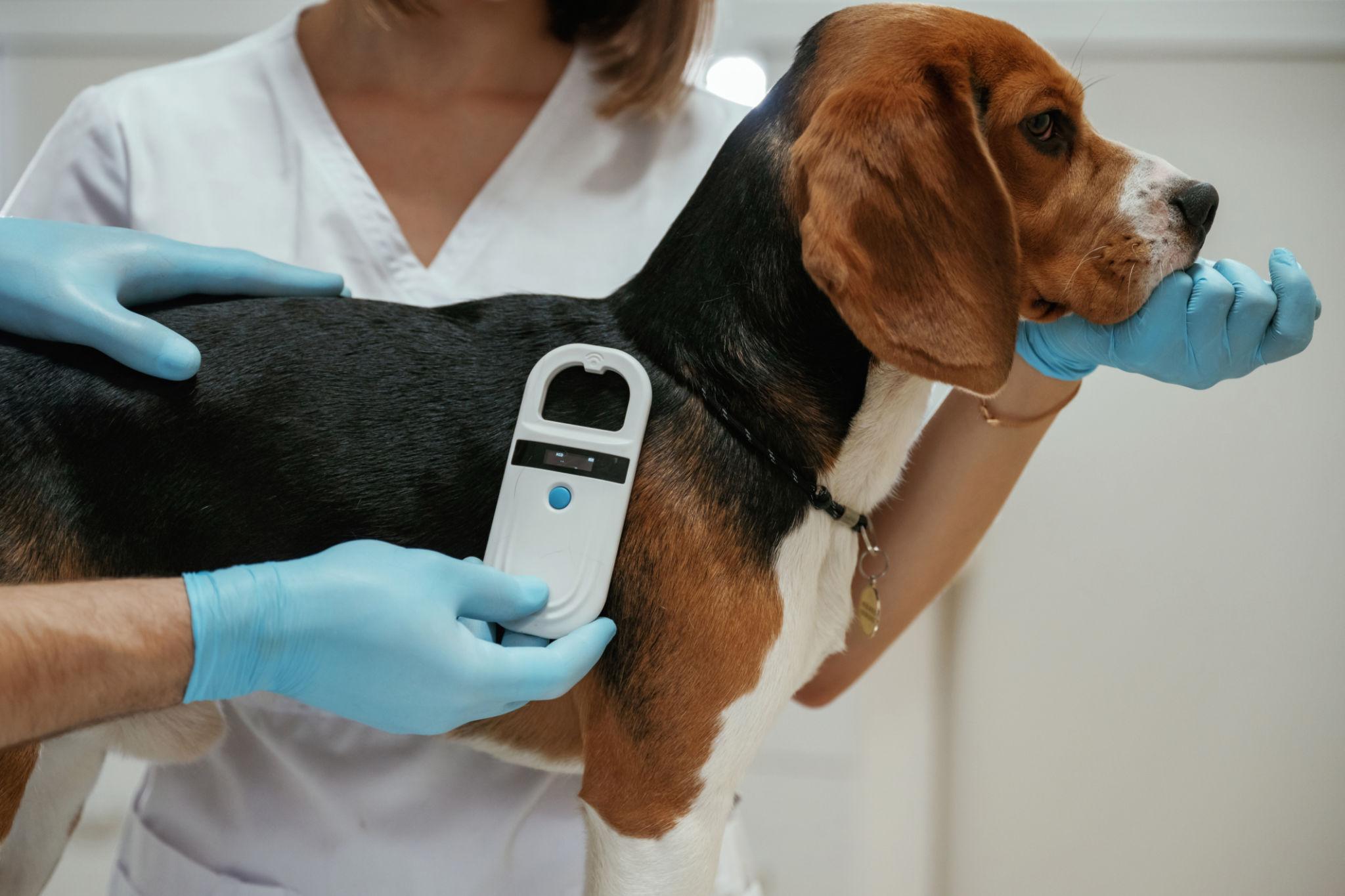 Veterinarian placing a microchip under a pet’s skin between the shoulder blades