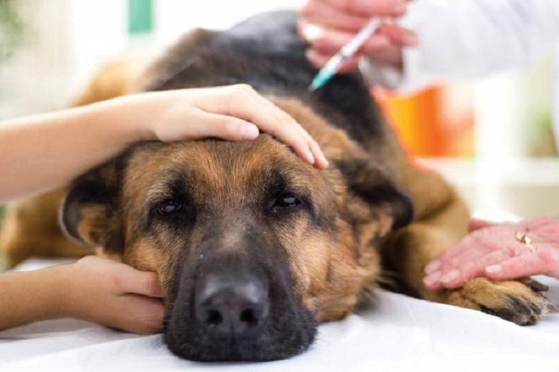 Sick dog showing signs of possible poisoning that require emergency veterinary care